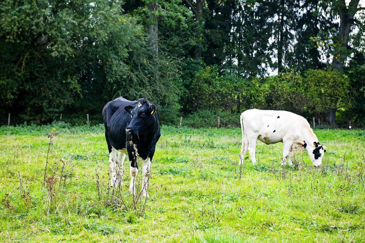In Den Roden Leeuw Van Limburg Wittem Dış mekan fotoğraf